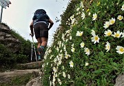 23 Bouquet di  Camedrio alpino (Dryas octopetala)  anche per il Passo della Forca (1848 m) 